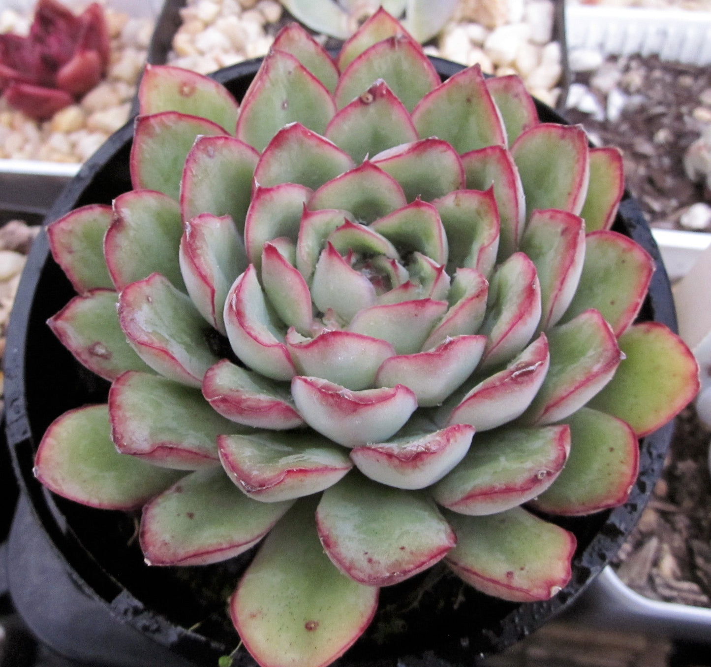 Echeveria pulidonis
