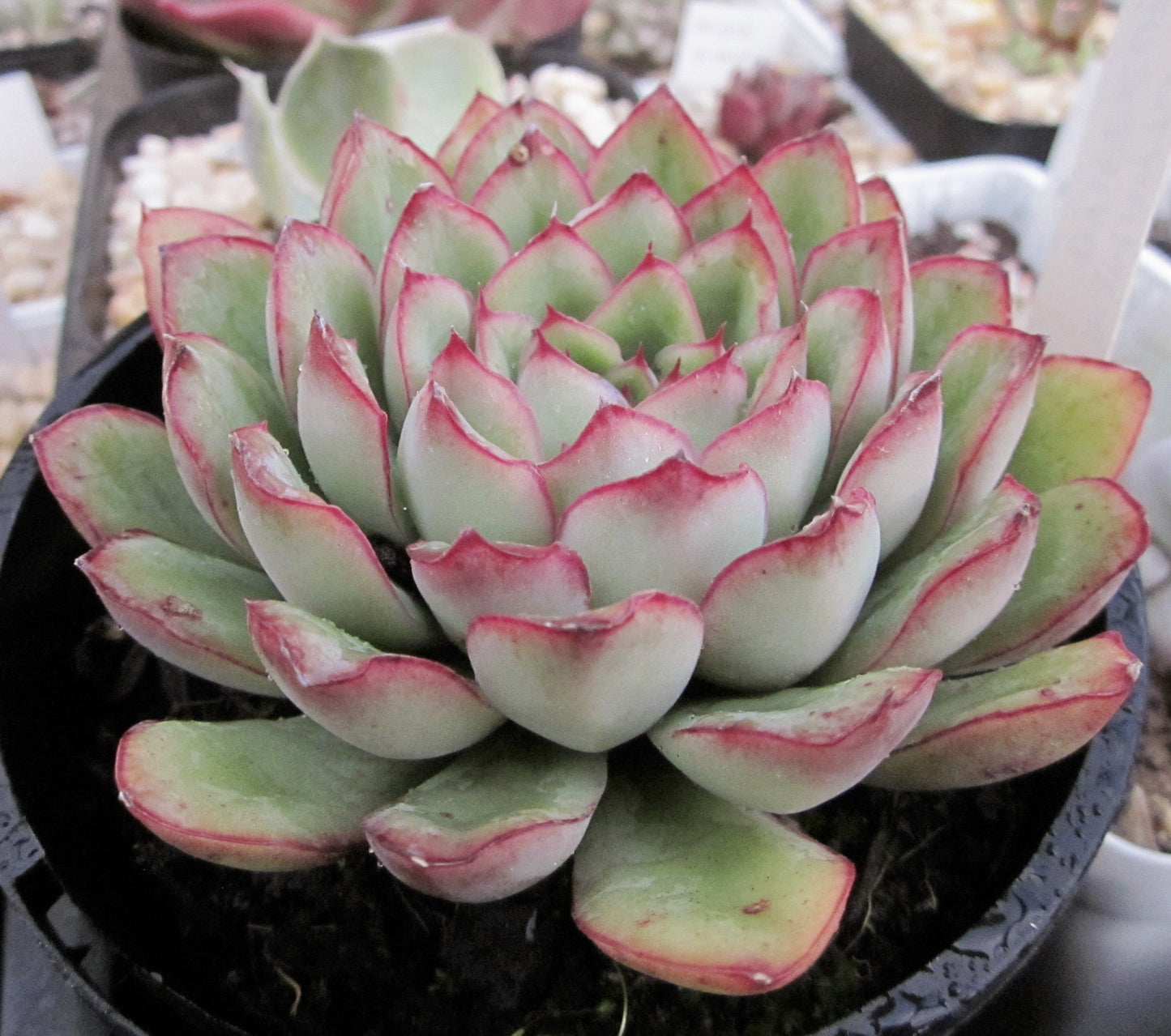 Echeveria pulidonis