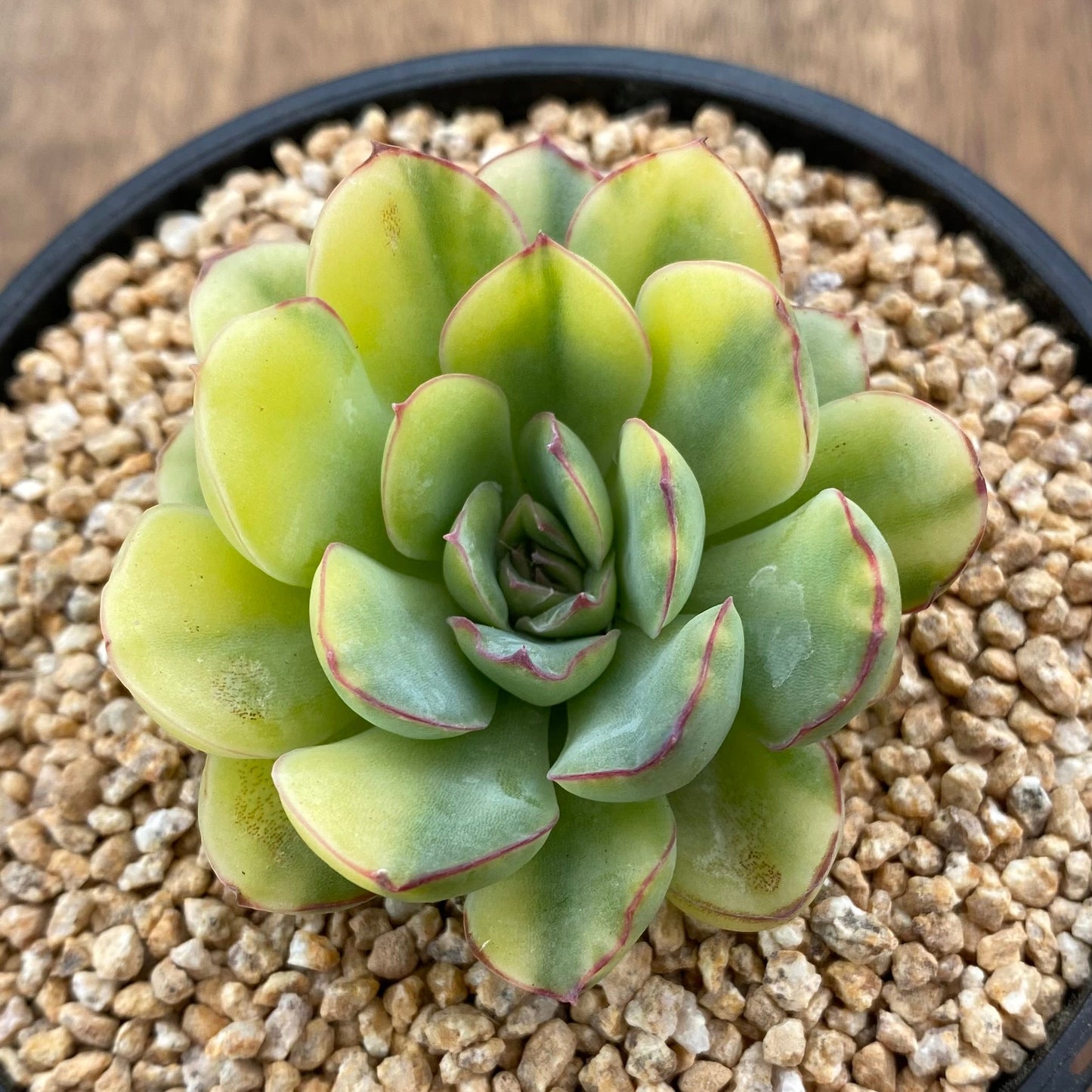 Echeveria pulidonis yellow variegation
