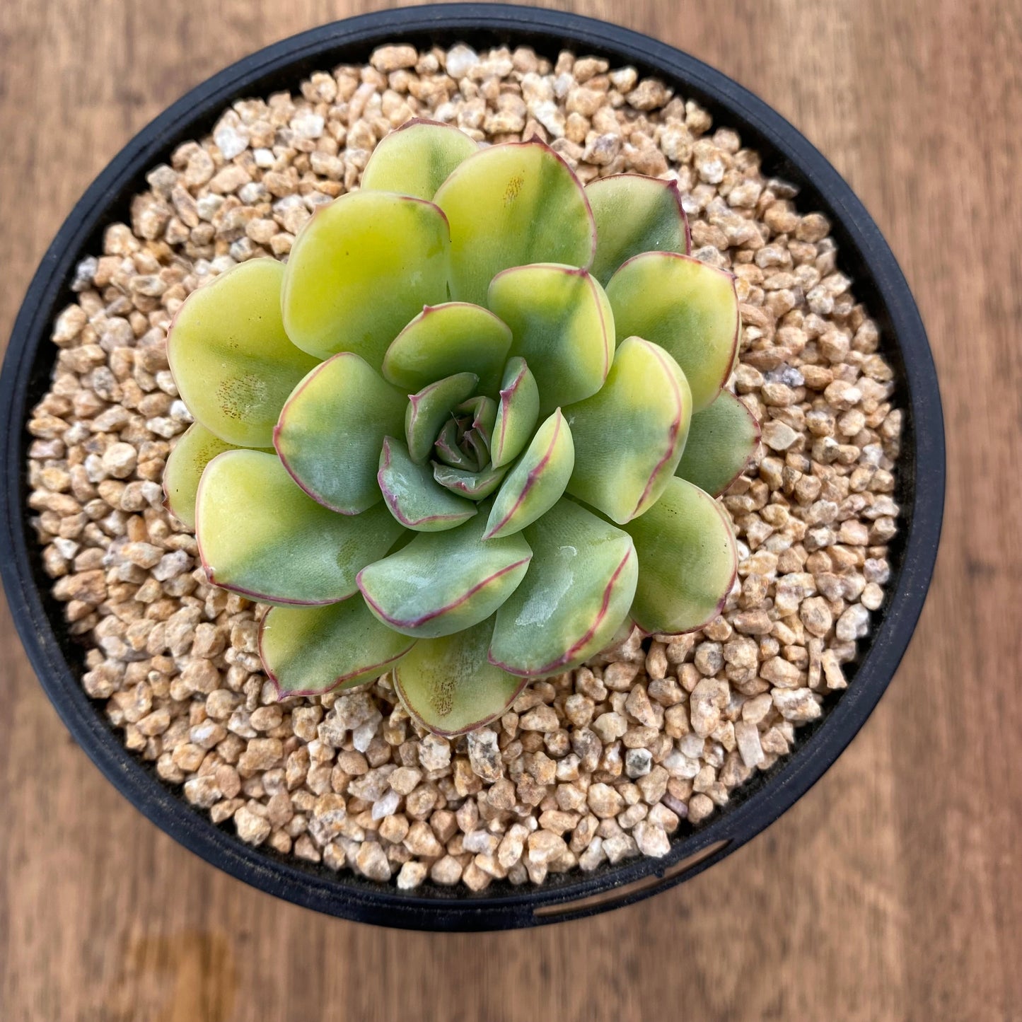 Echeveria pulidonis yellow variegation