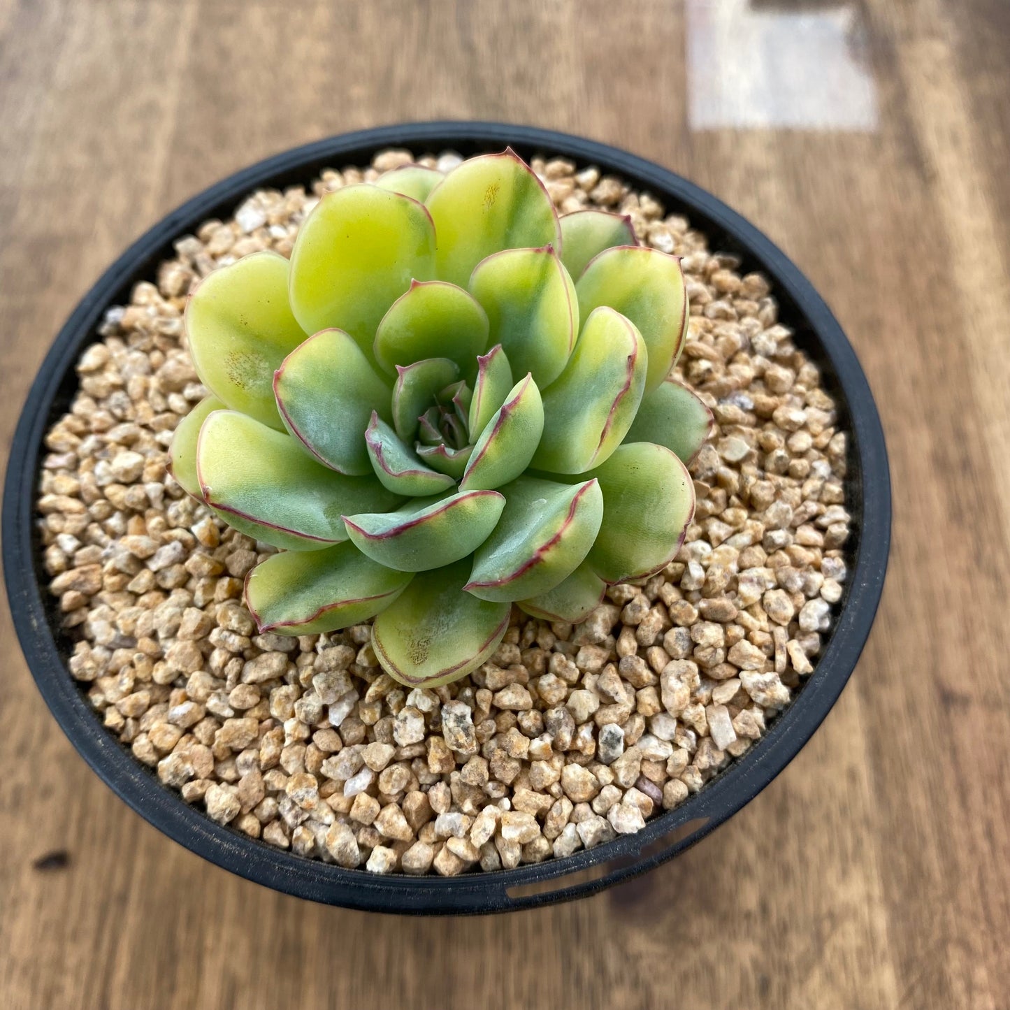 Echeveria pulidonis yellow variegation
