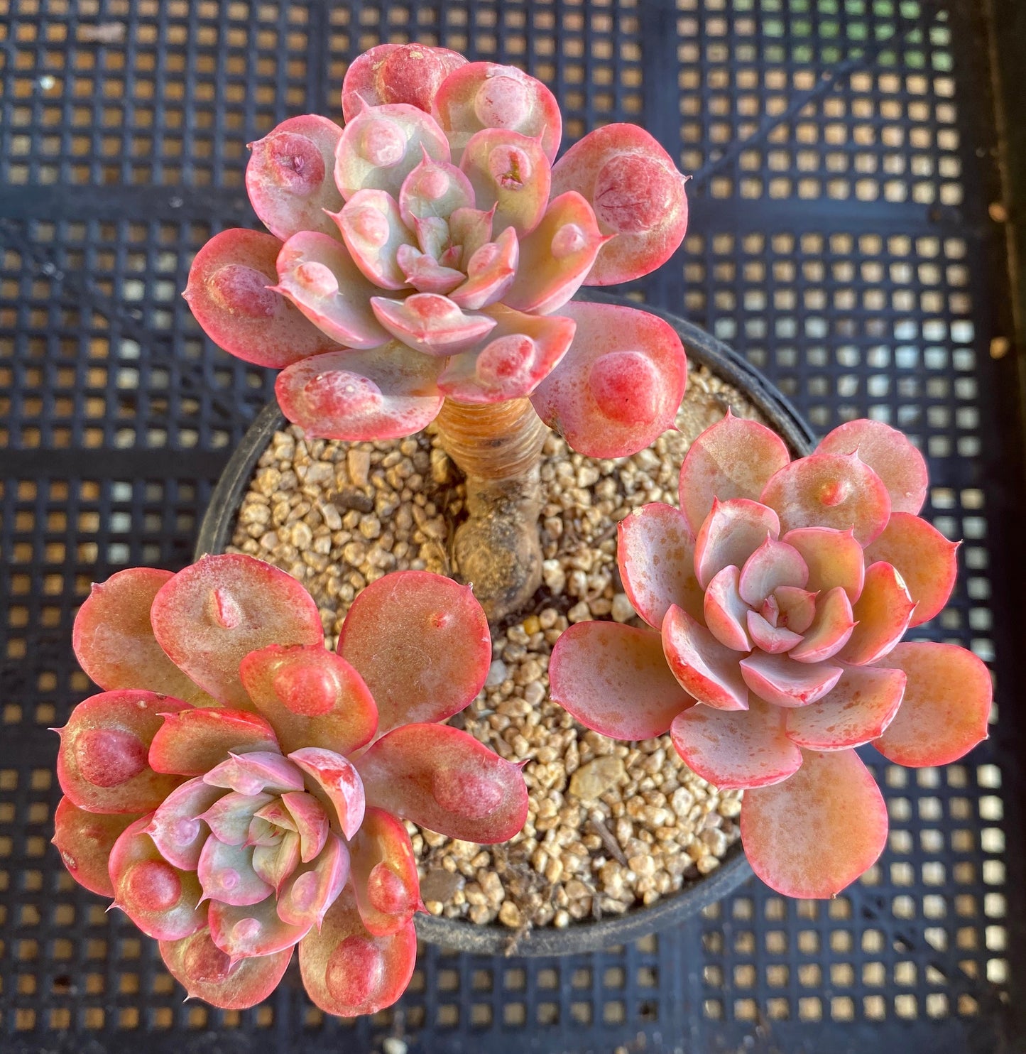 Echeveria 'raindrops'