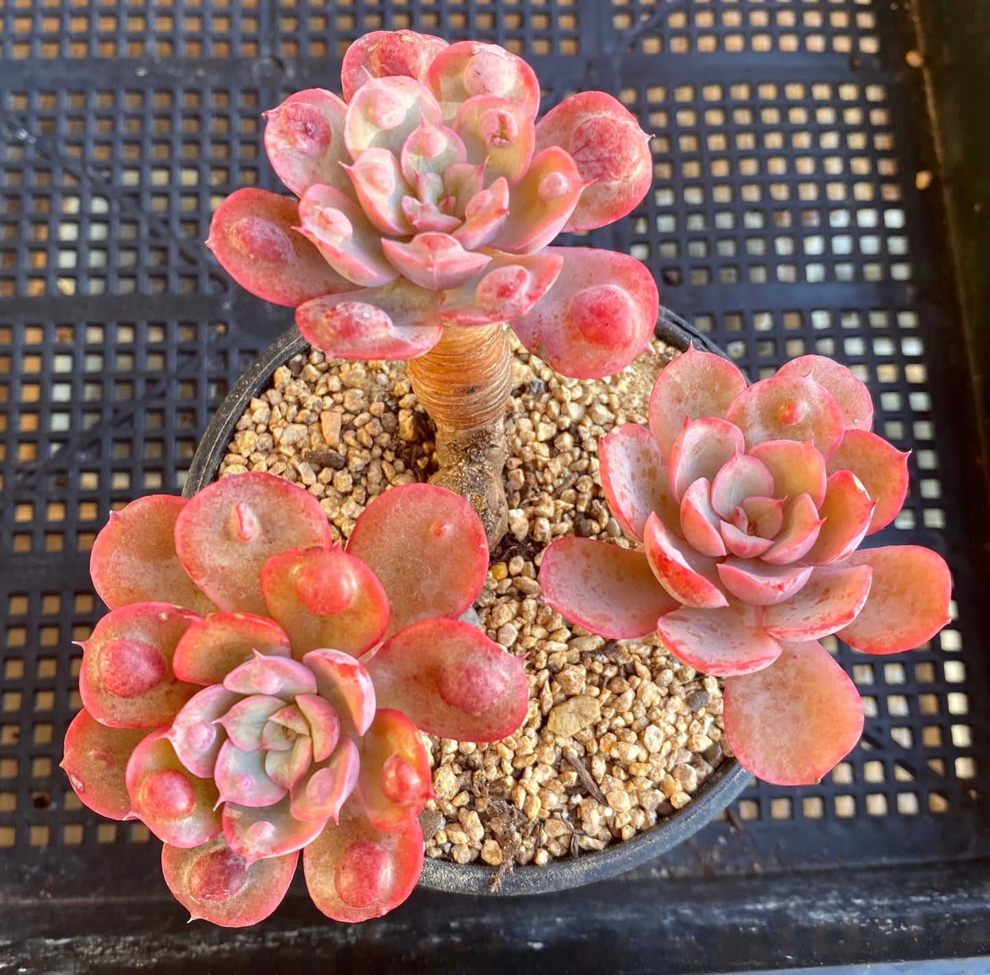 Echeveria 'raindrops'