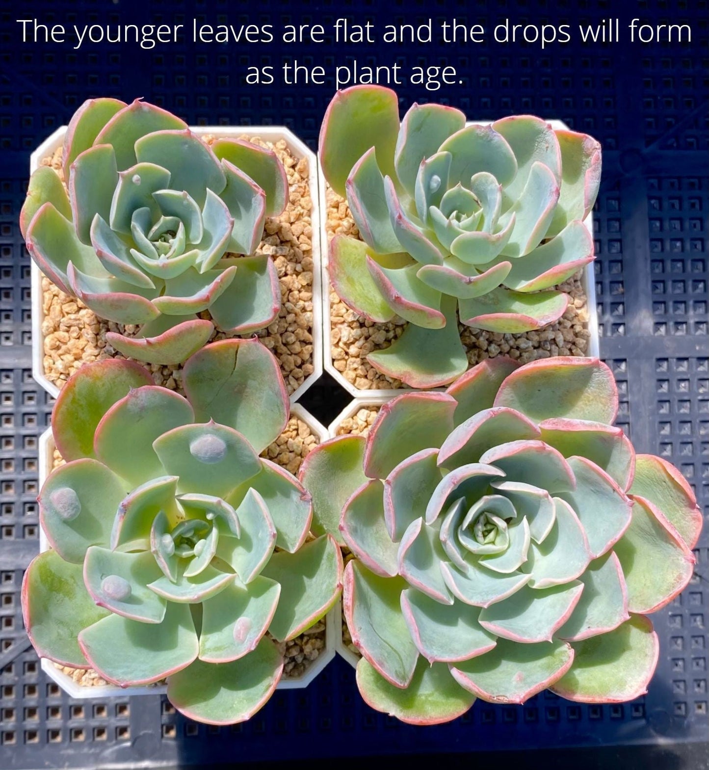 Echeveria 'raindrops'
