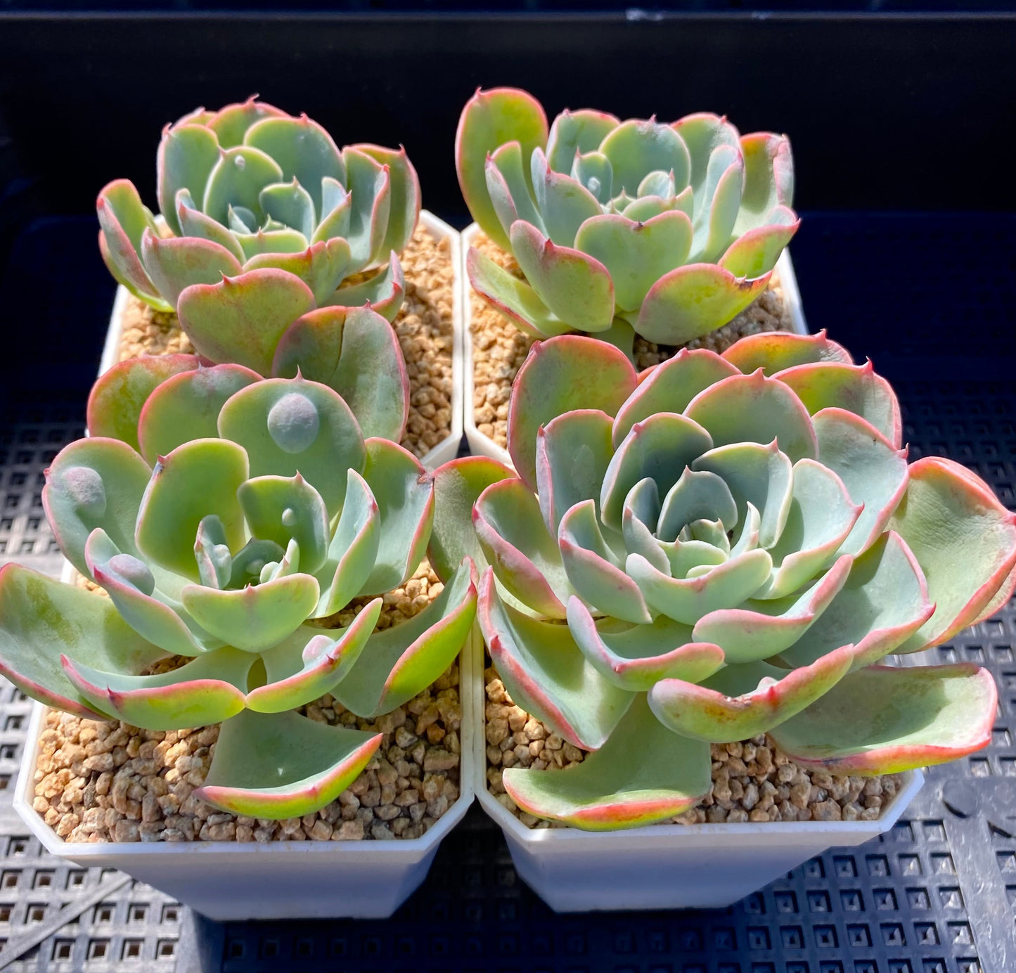 Echeveria 'raindrops'