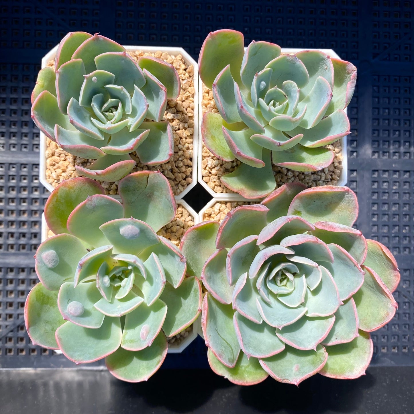 Echeveria 'raindrops'