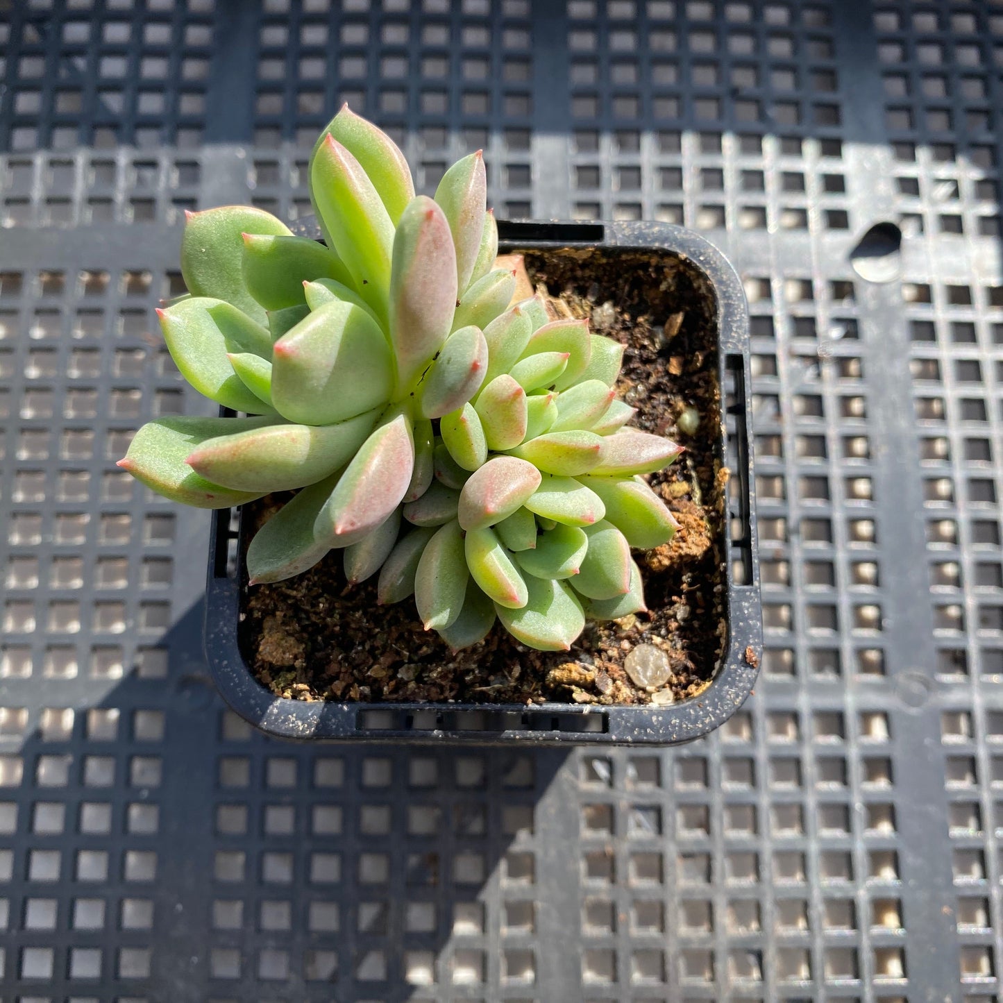 Echeveria red apple