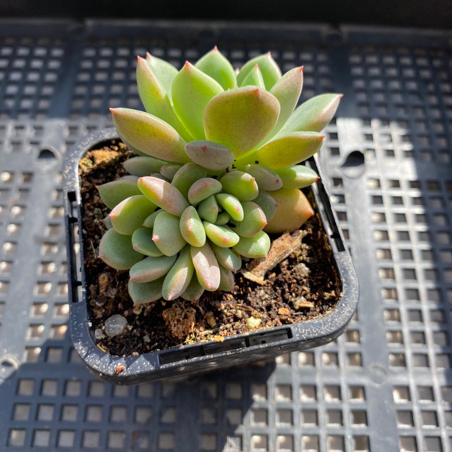 Echeveria red apple