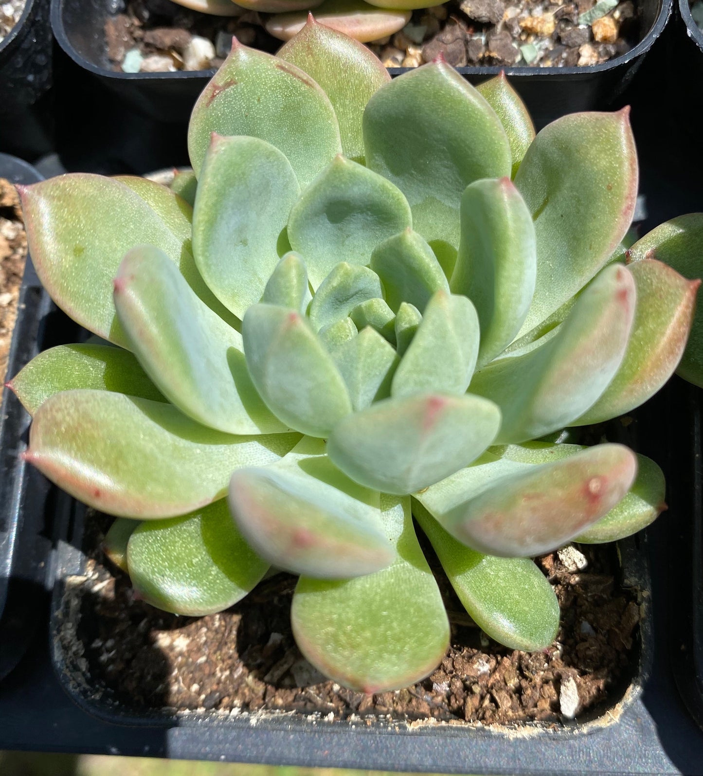 Echeveria red apple