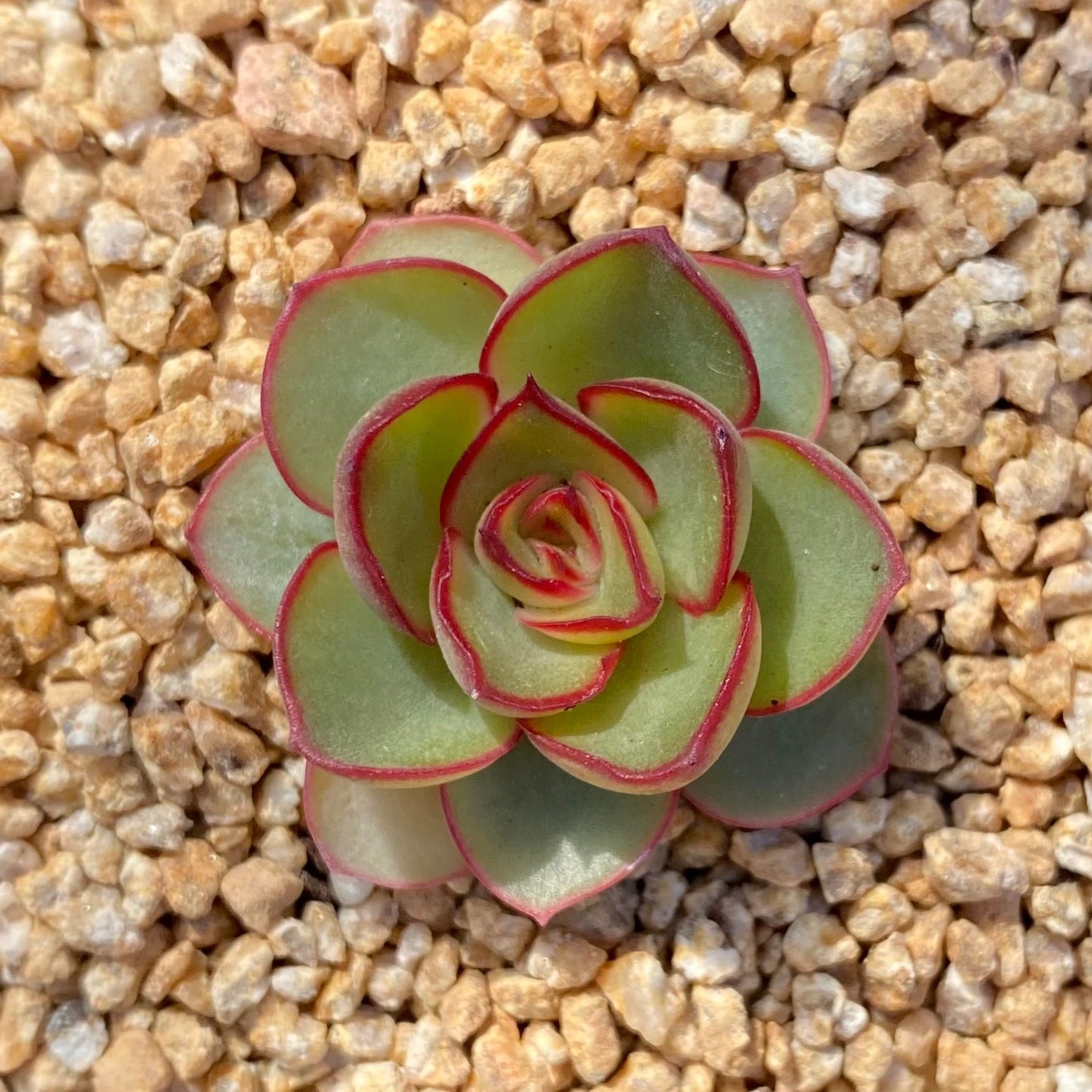 Echeveria red line rose XS