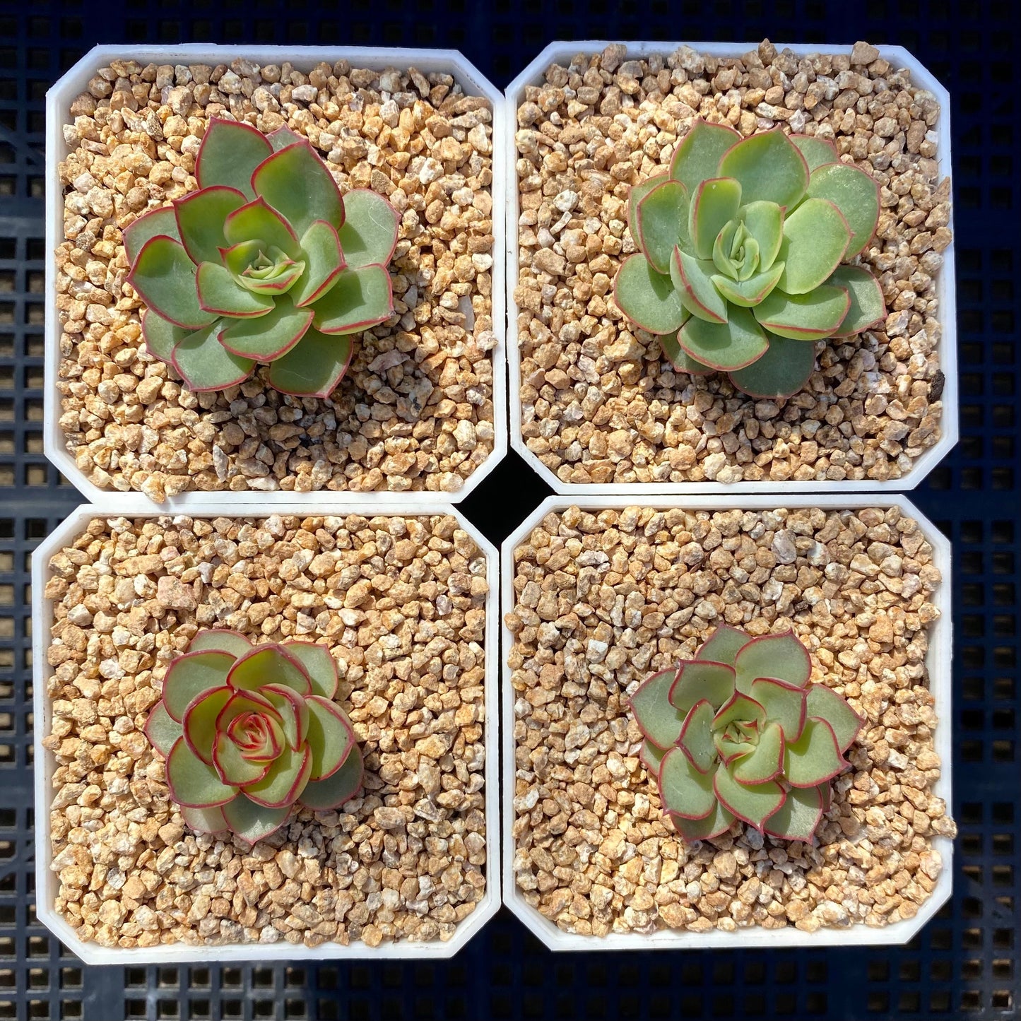 Echeveria red line rose XS