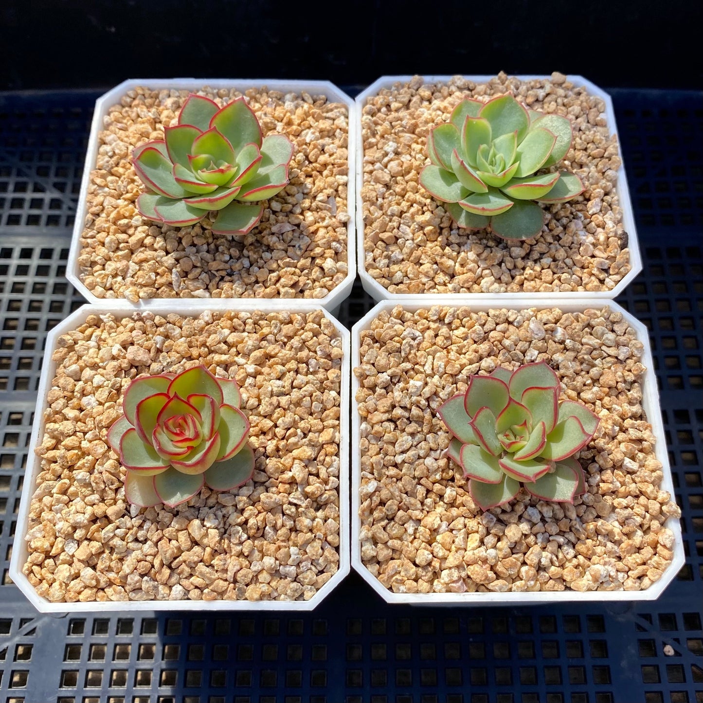 Echeveria red line rose XS