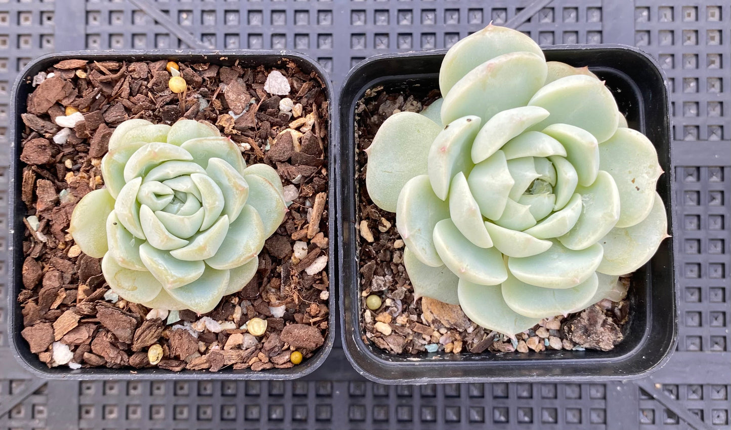 Echeveria red velvet