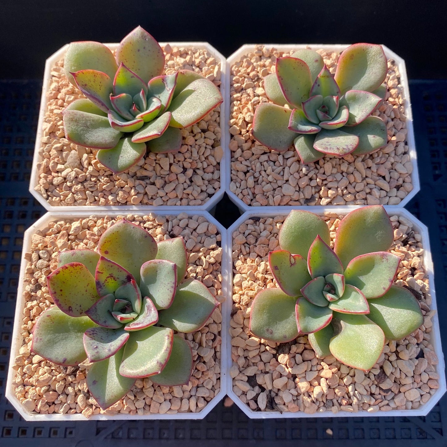 Echeveria Riga