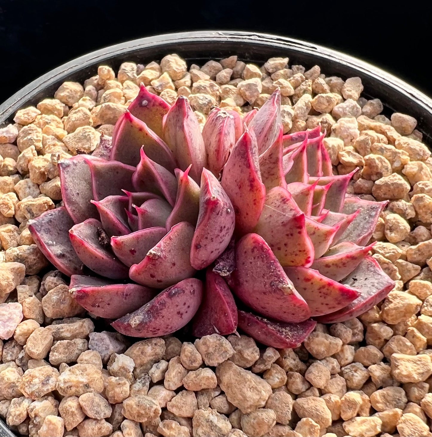 Echeveria ruby rose