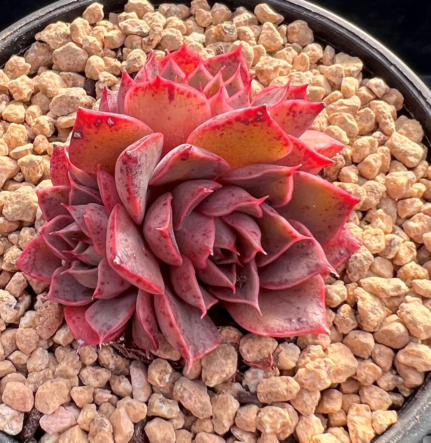 Echeveria ruby rose