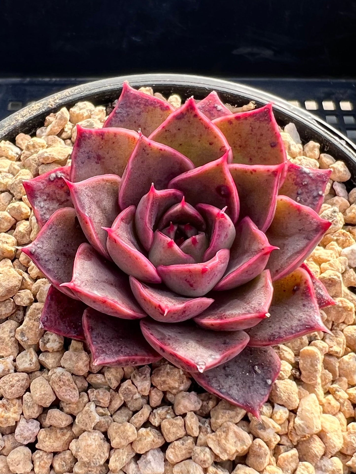 Echeveria ruby rose