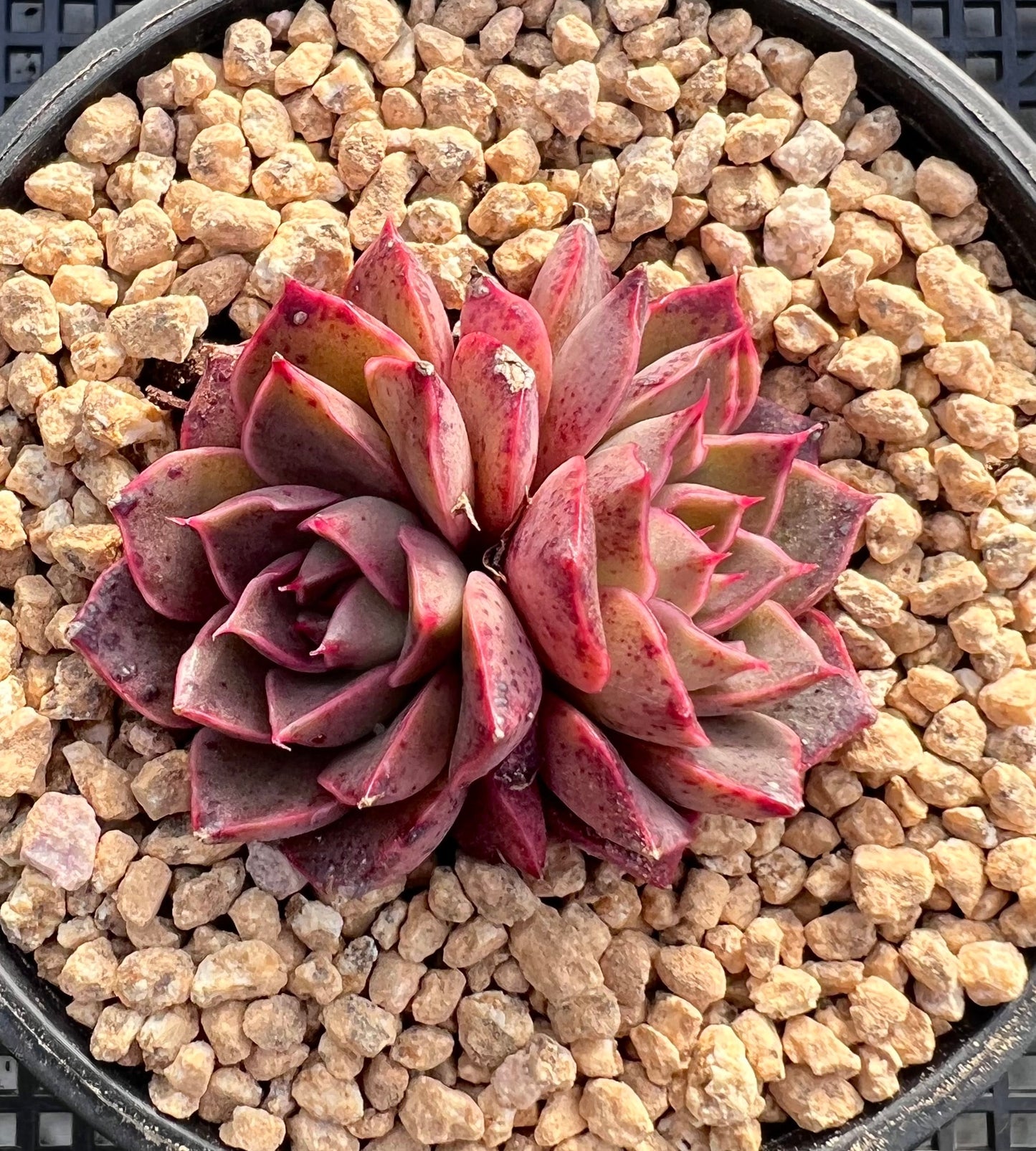 Echeveria ruby rose