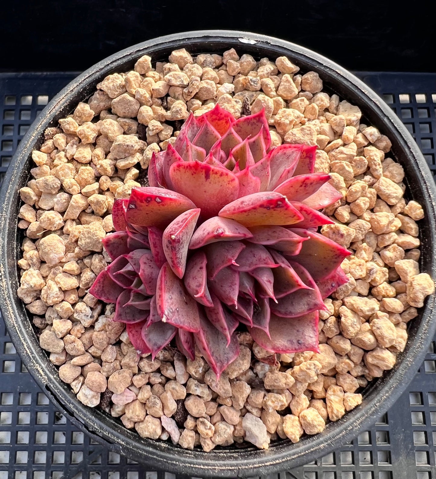 Echeveria ruby rose