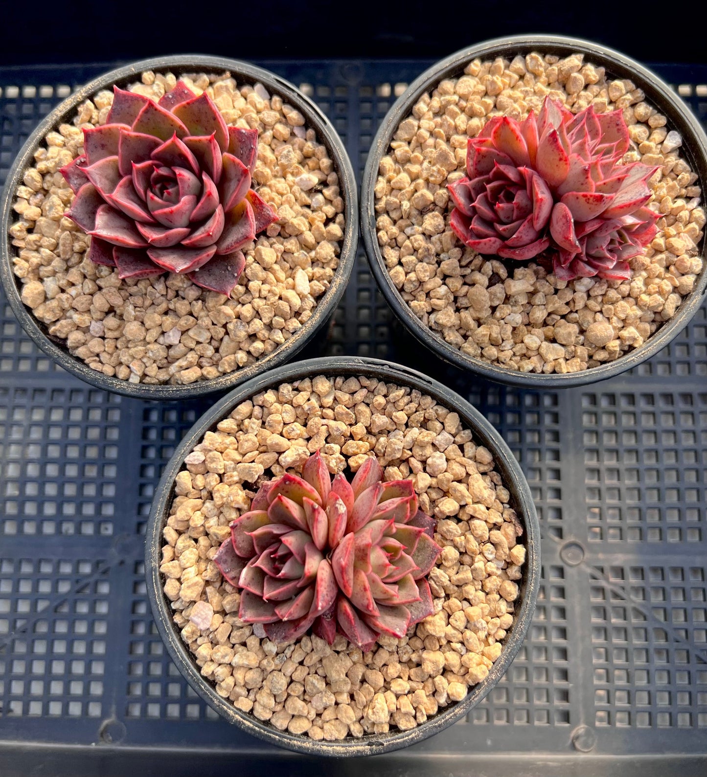 Echeveria ruby rose