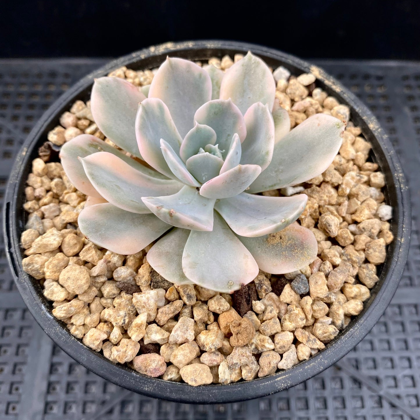 Echeveria ruyonii variegated