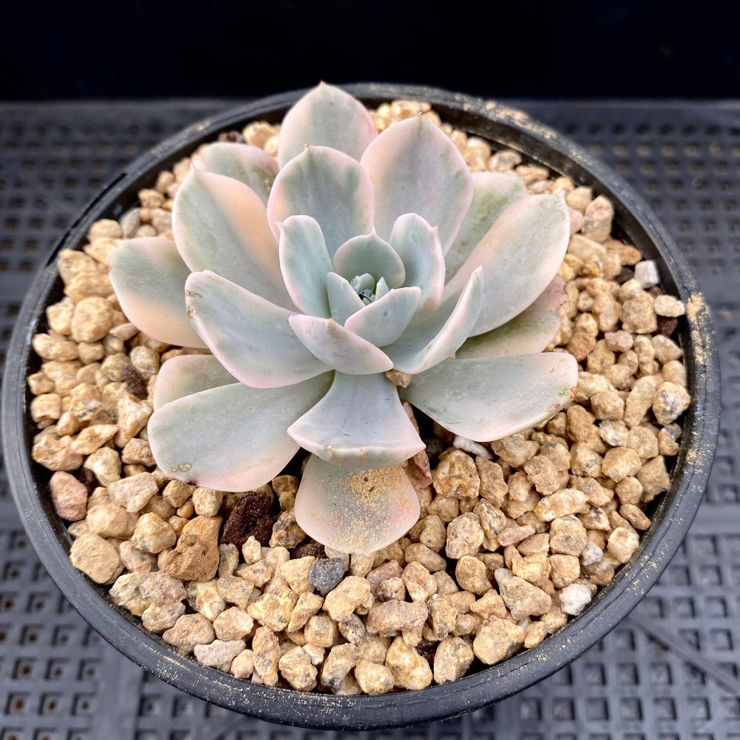 Echeveria ruyonii variegated