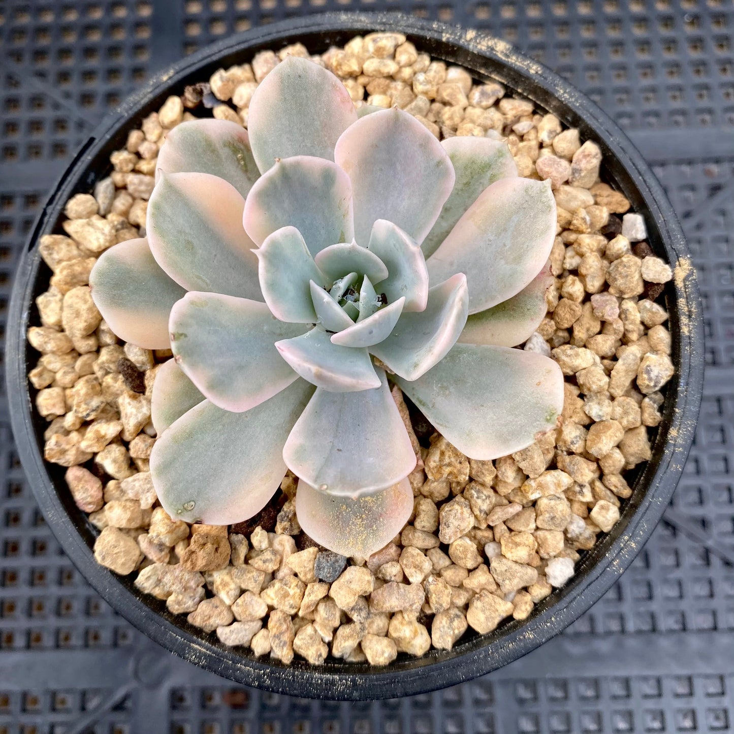 Echeveria ruyonii variegated