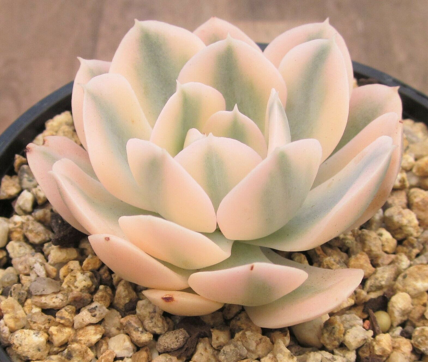 Echeveria ruyonii variegated
