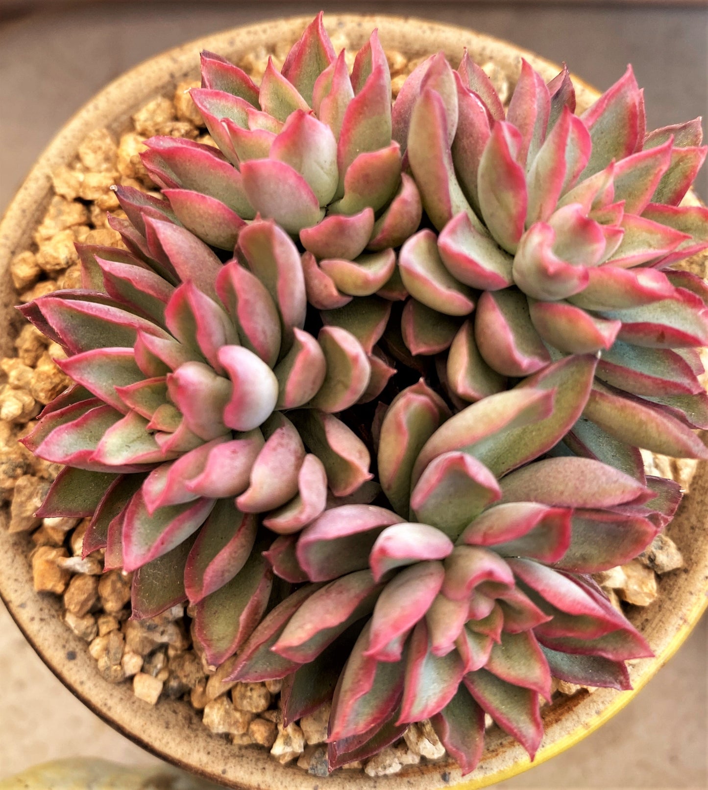 Echeveria sagita small form