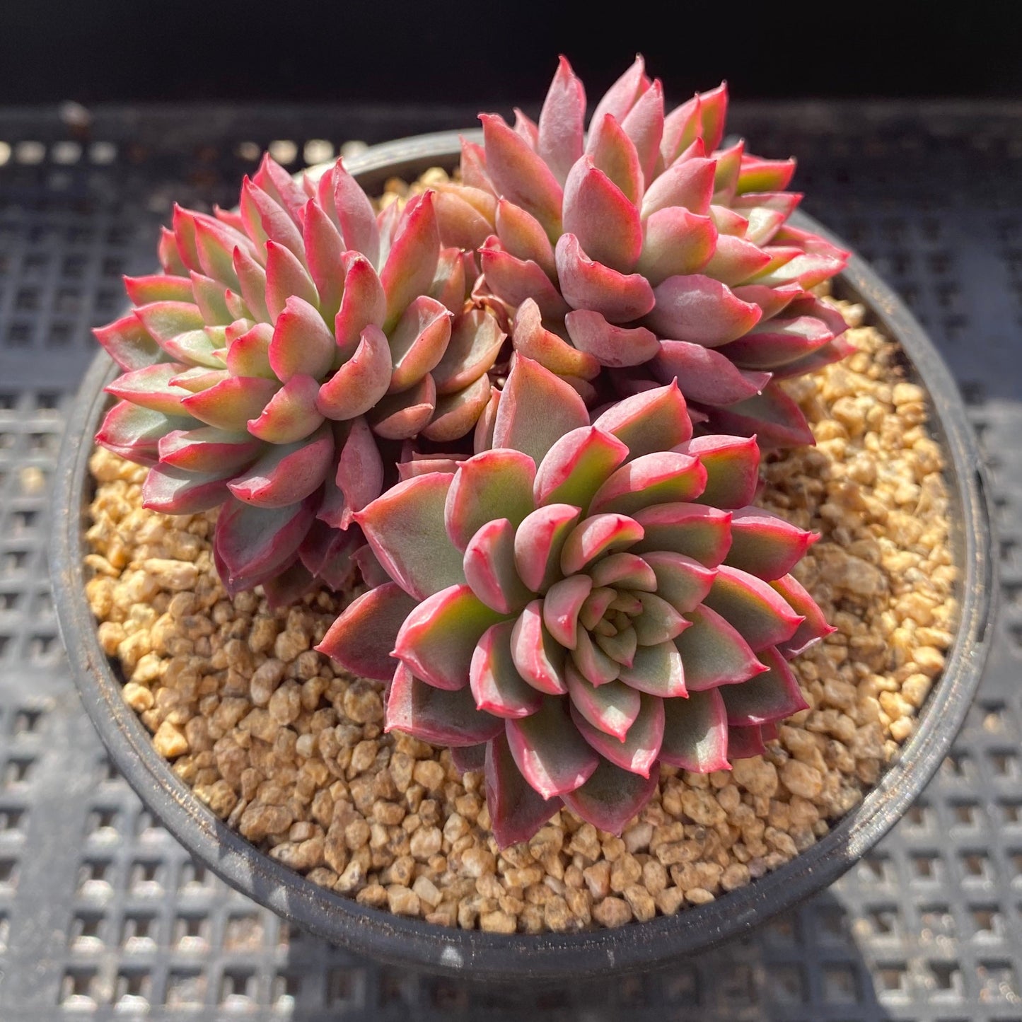 Echeveria sagita small form