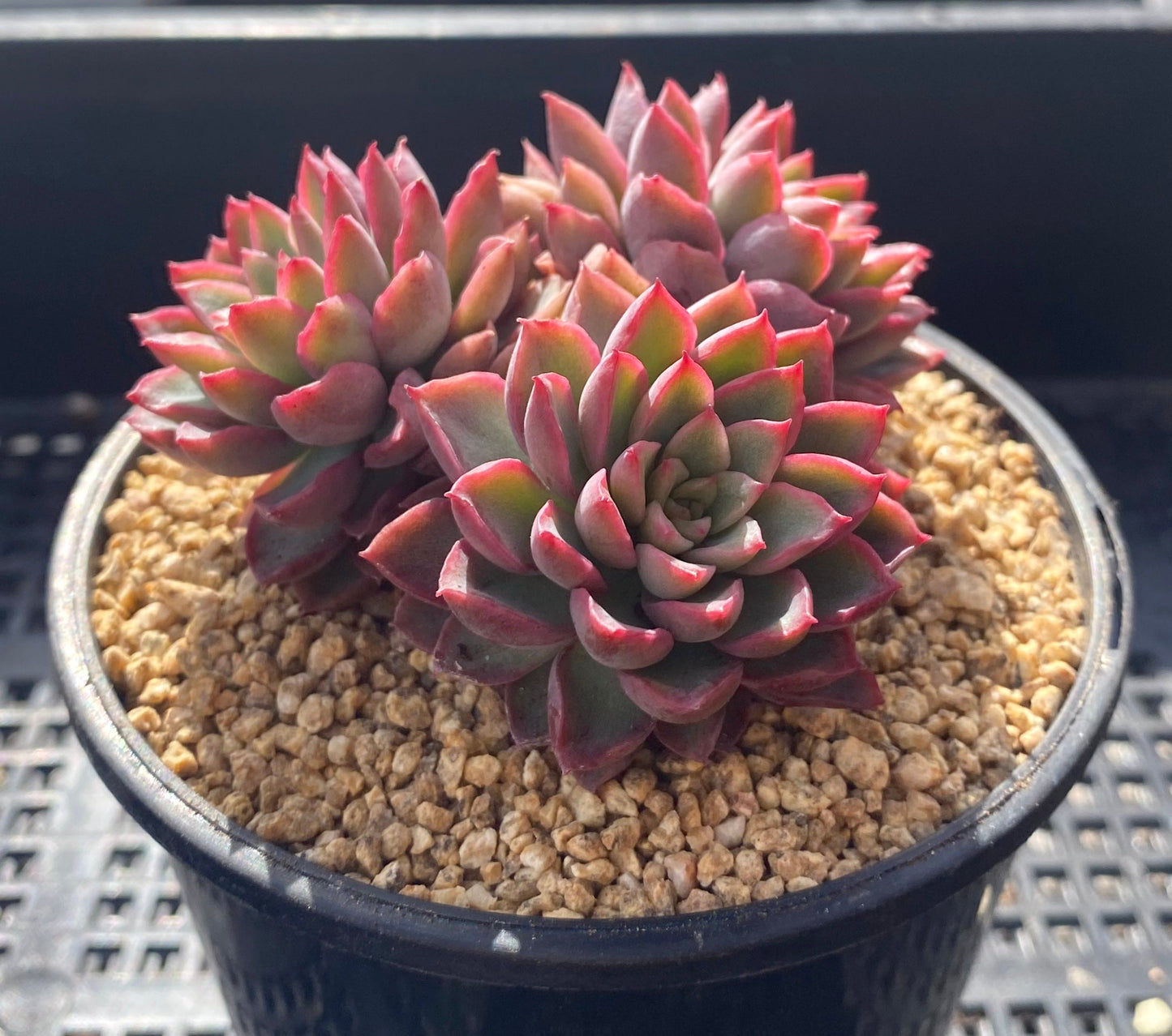 Echeveria sagita small form