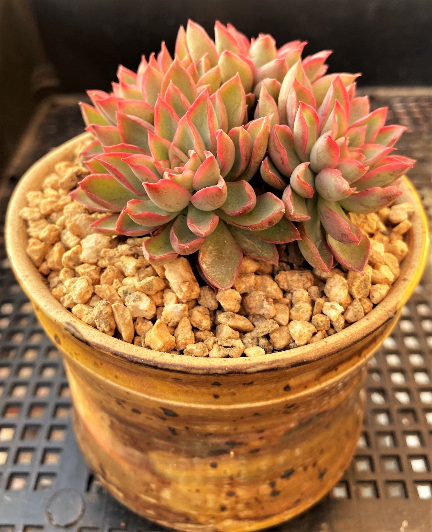 Echeveria sagita small form