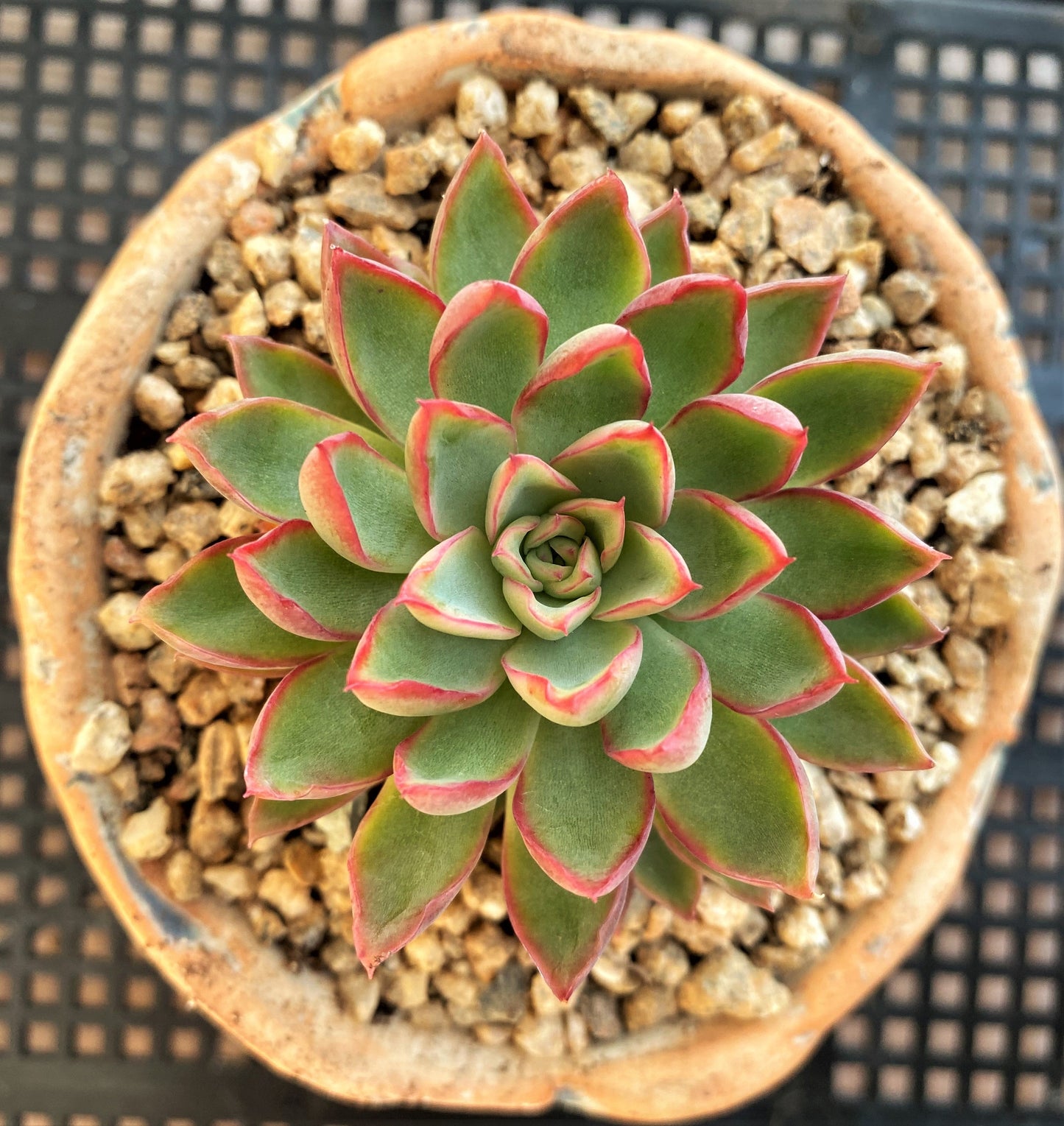 Echeveria sagita small form