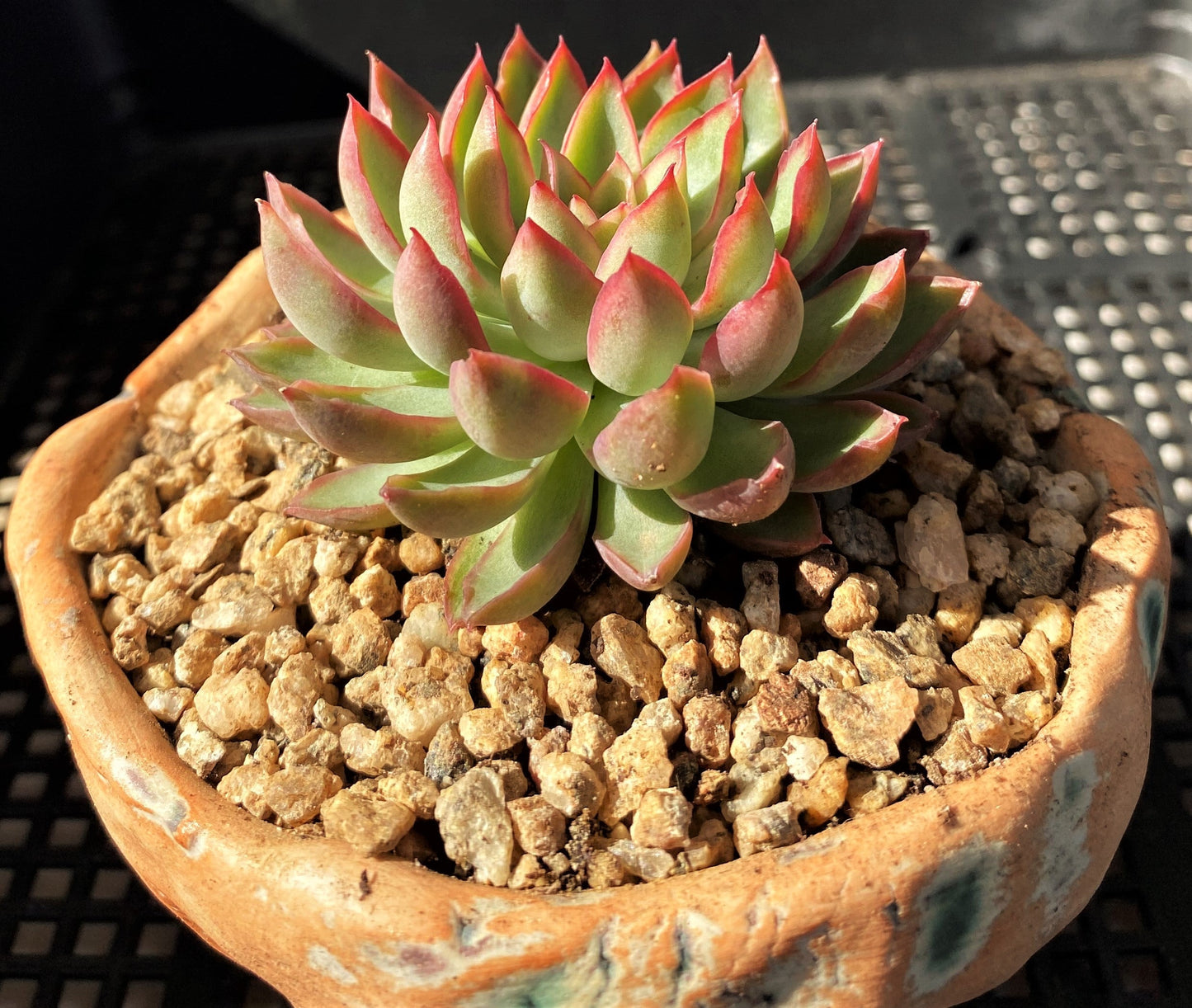 Echeveria sagita small form
