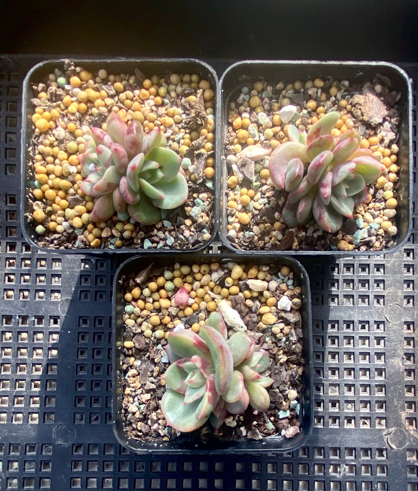 Echeveria salmon