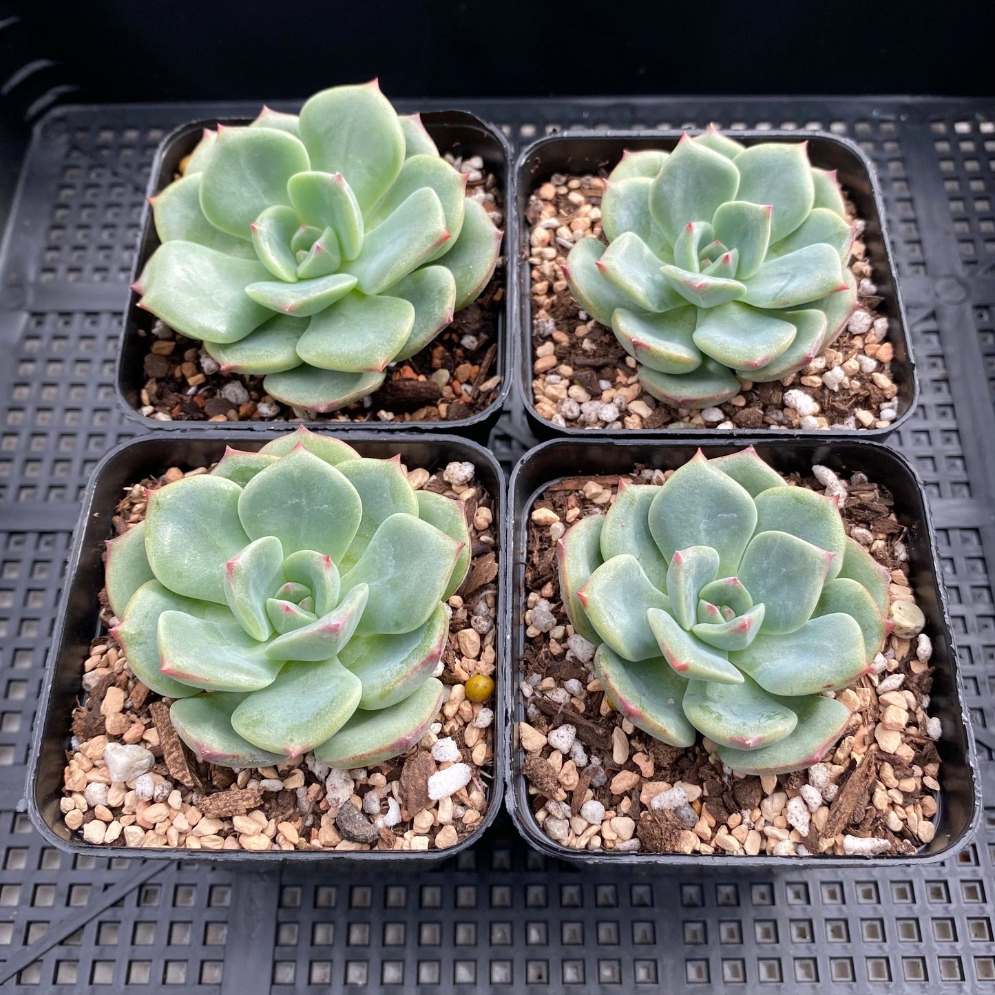 Echeveria salmon
