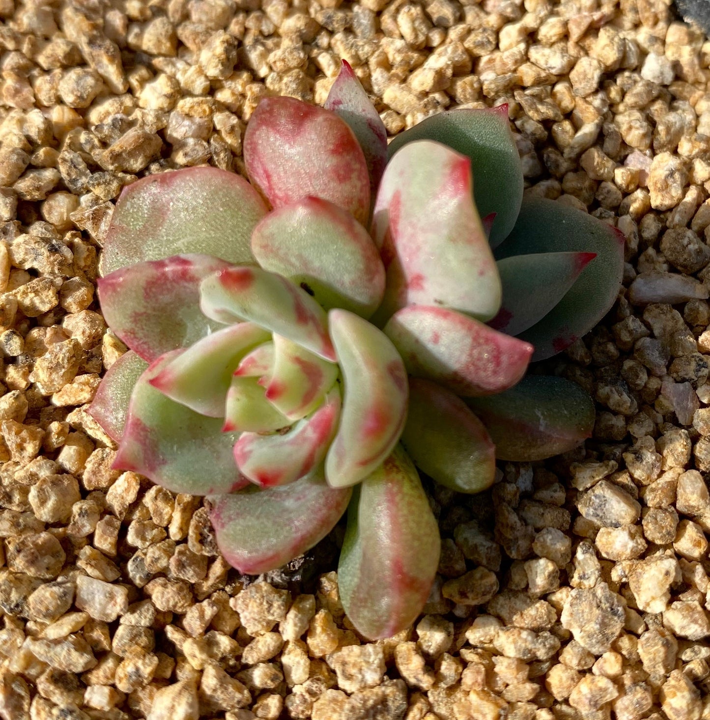 Echeveria salmon