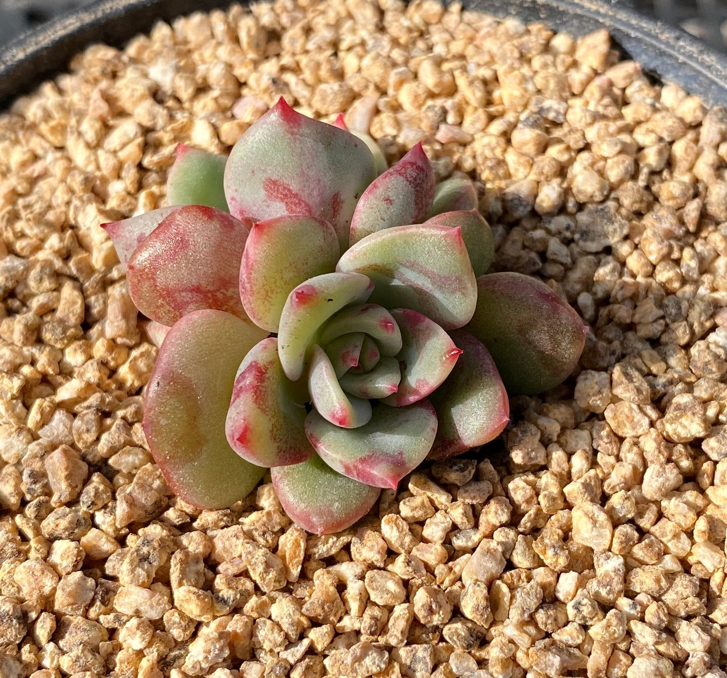 Echeveria salmon