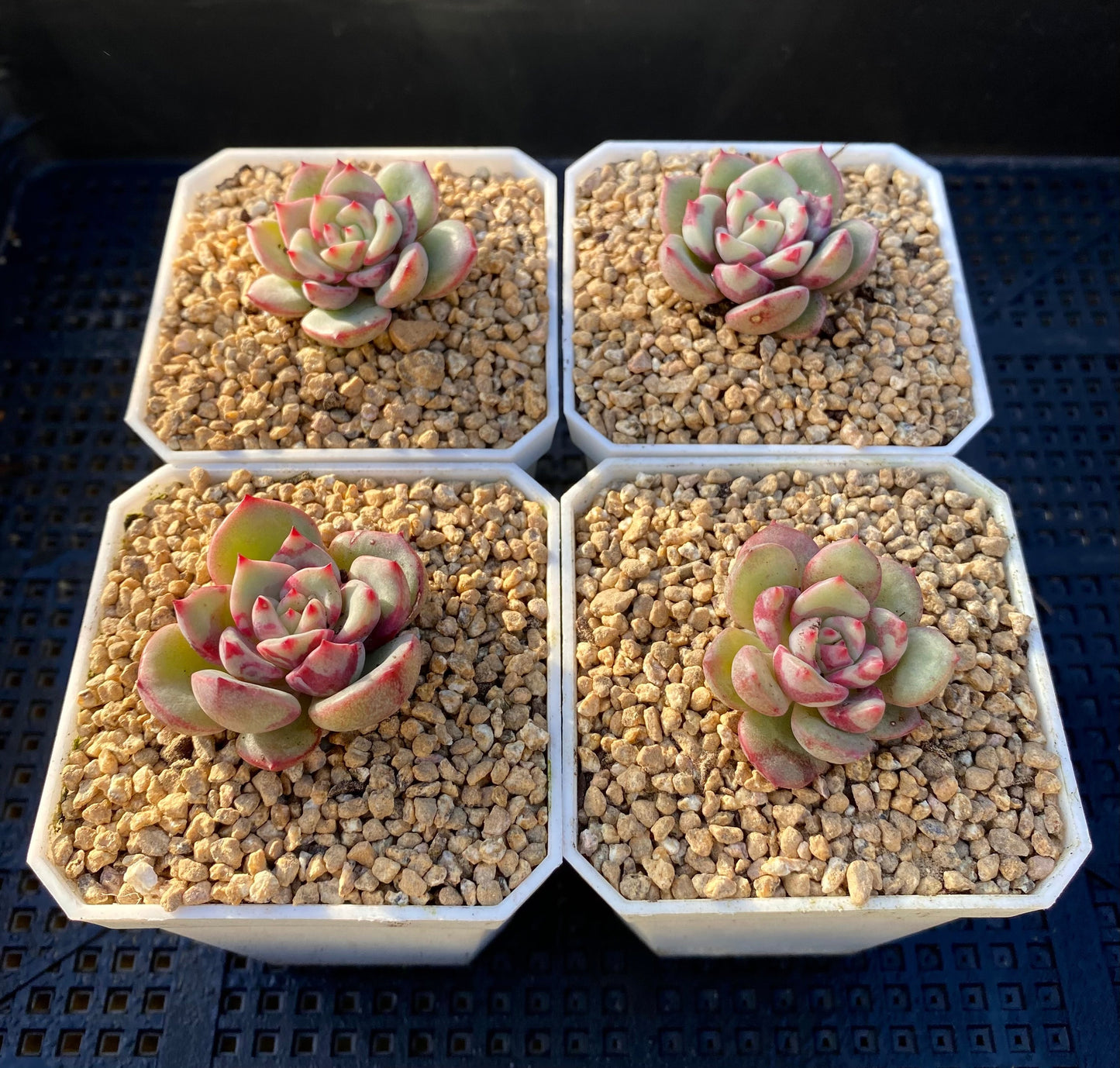 Echeveria salmon
