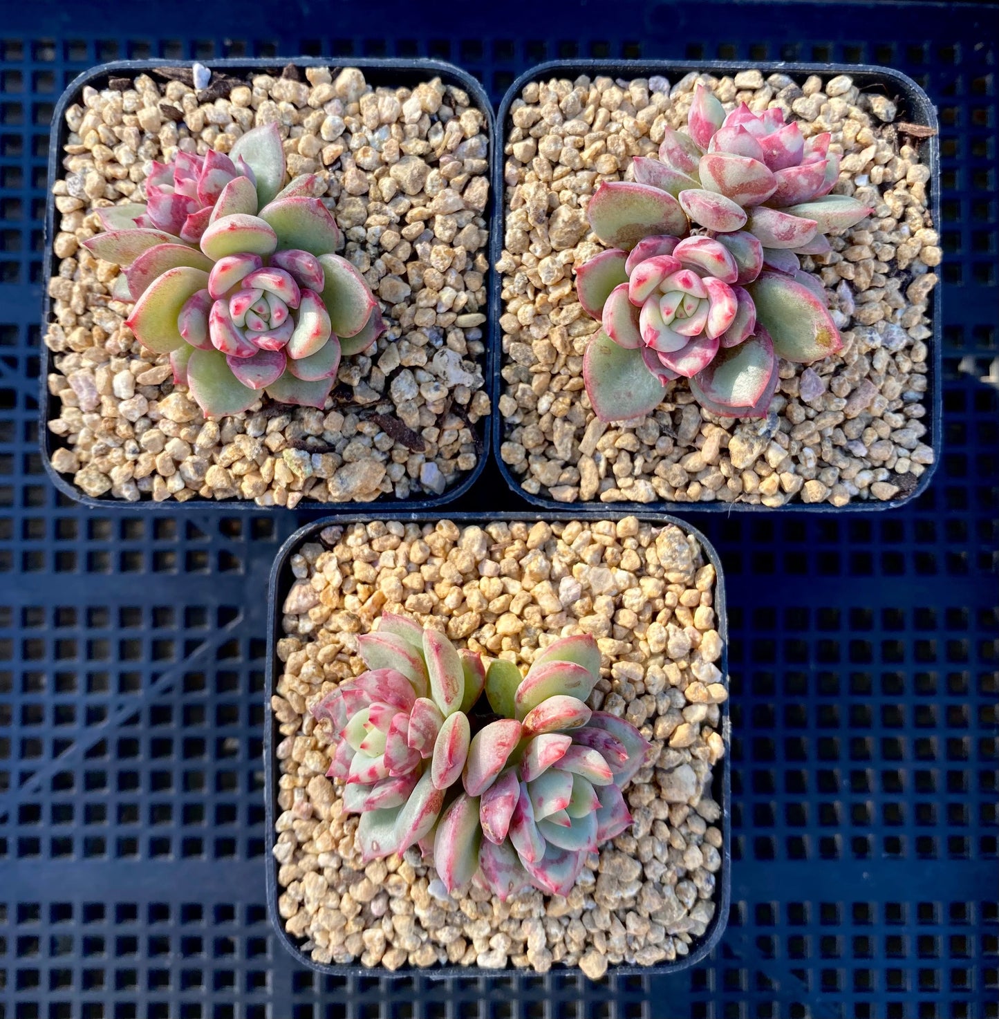 Echeveria salmon