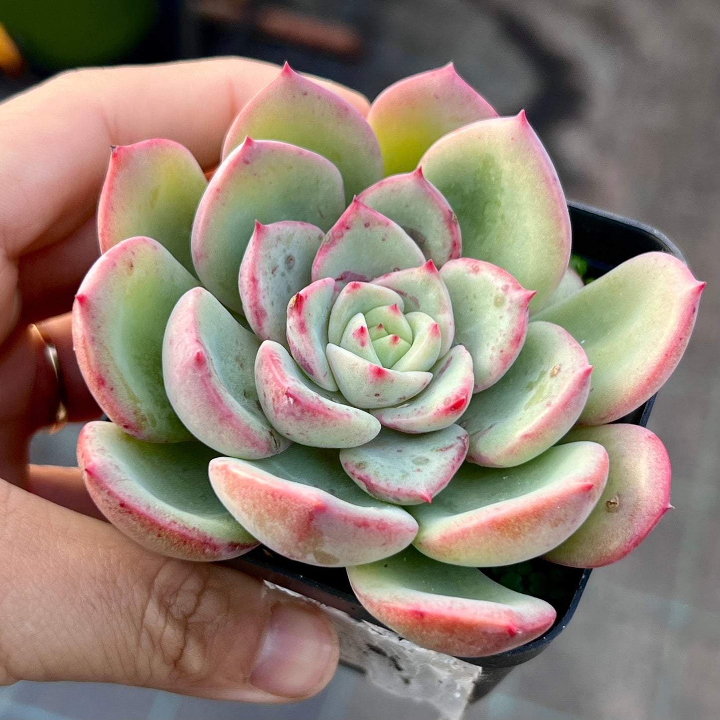 Echeveria salmon