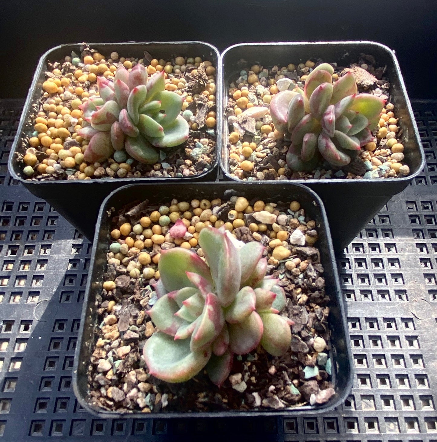 Echeveria salmon