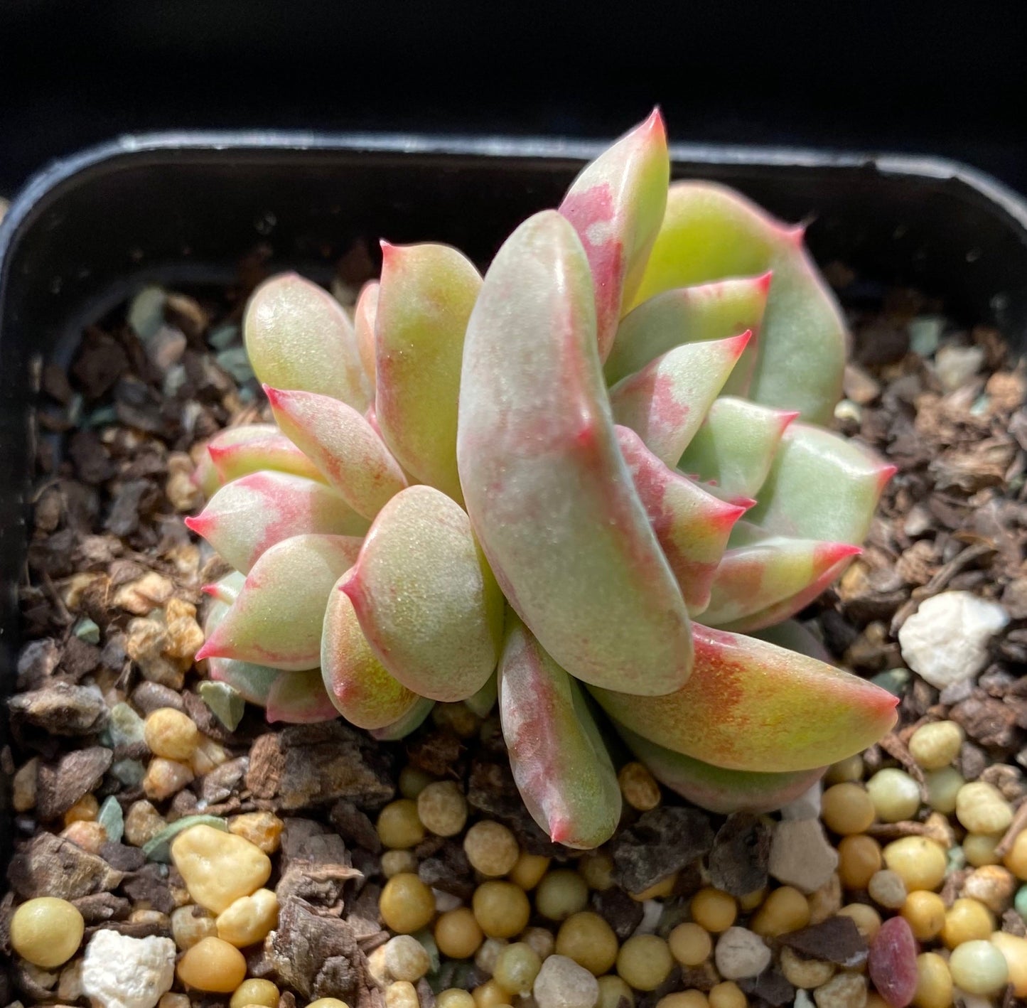 Echeveria salmon