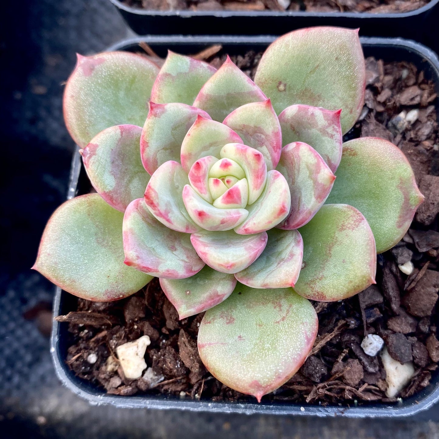 Echeveria salmon