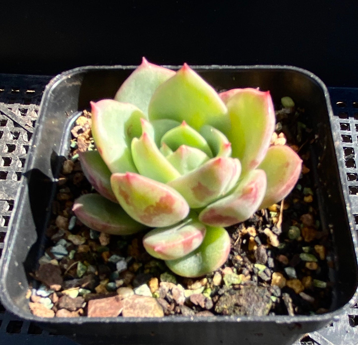 Echeveria salmon
