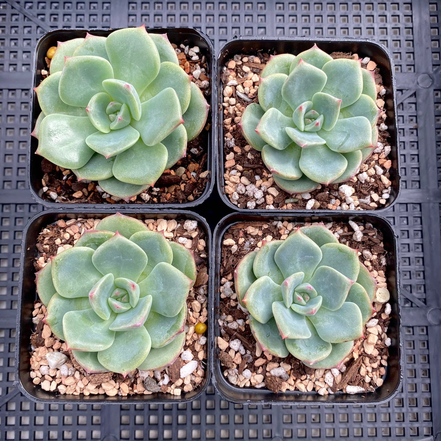 Echeveria salmon