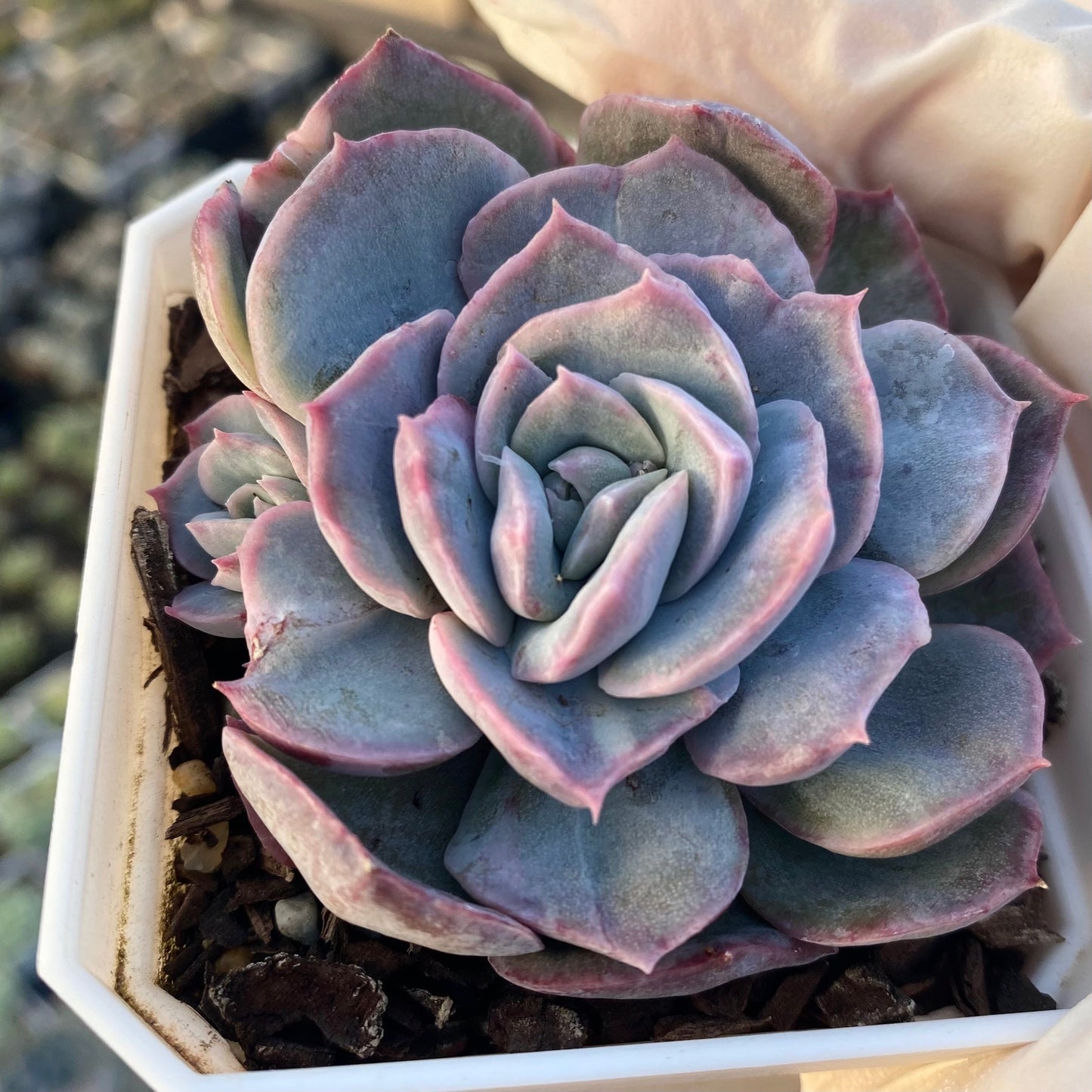 Echeveria sanchez monstrose