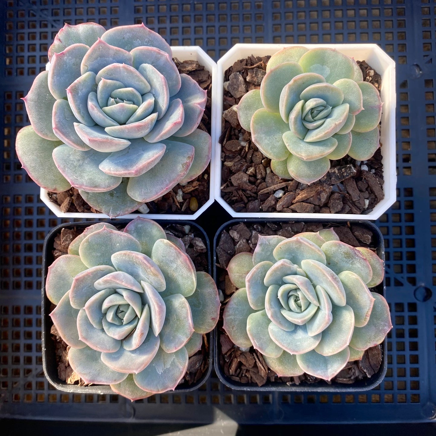 Echeveria sanchez monstrose