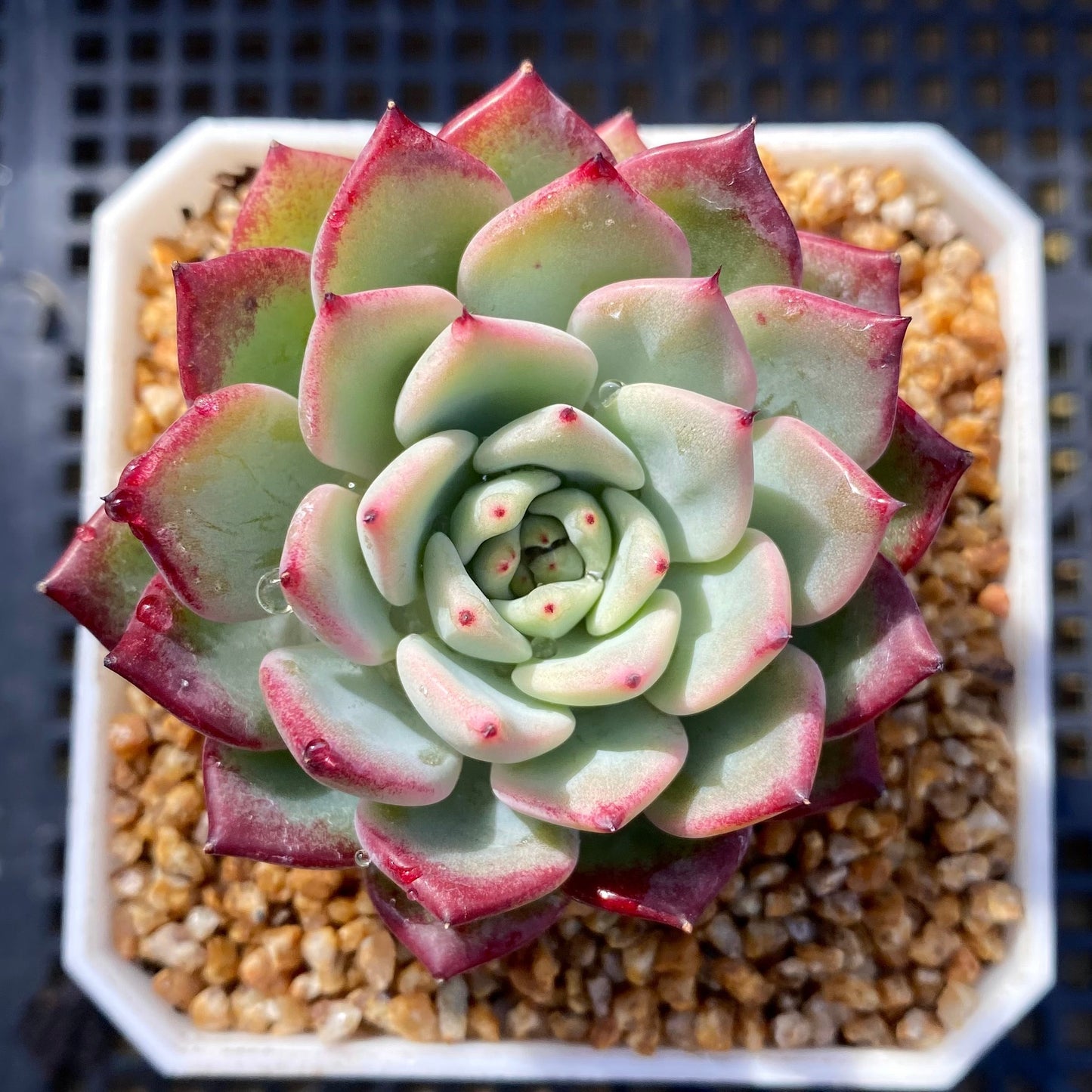 Echeveria sarahime botan x puebla