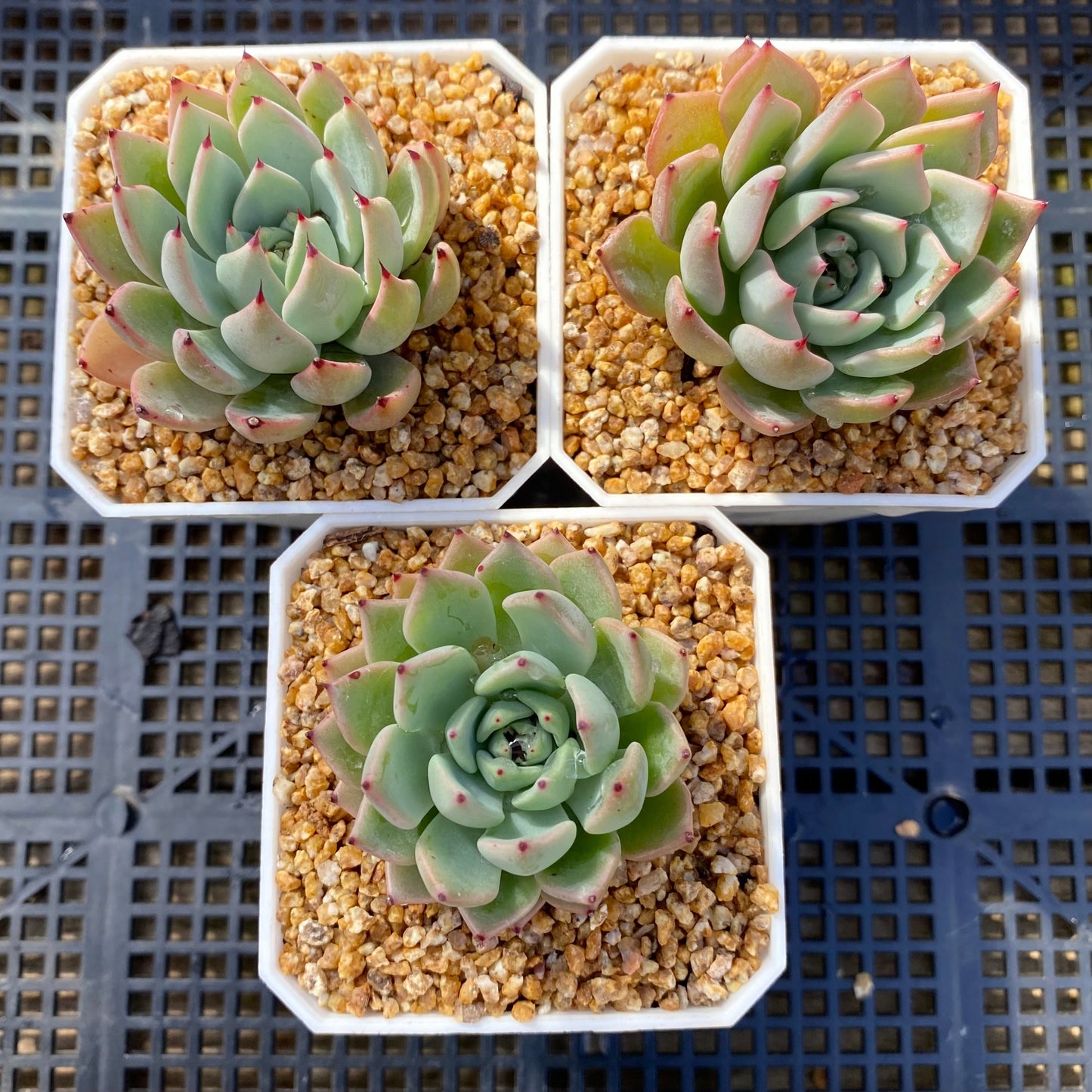 Echeveria sarahime botan x puebla